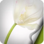 Logo of Flower Full HD android Application 